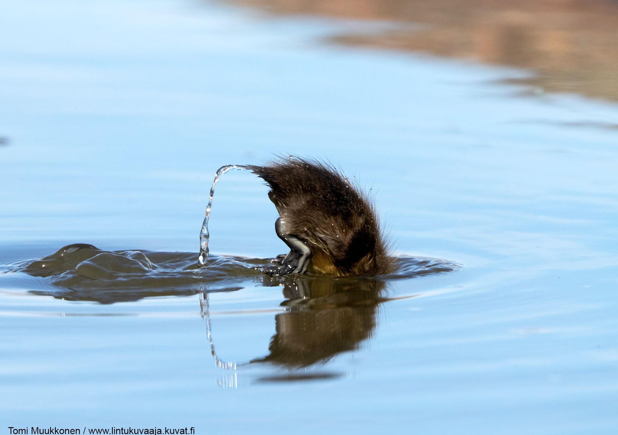 Ayollar mavjudotlar bilan jinsiy aloqada bolishadi